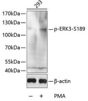 Anti-Phospho-ERK3-S189 antibody produced in rabbit