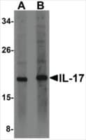 Anti-IL-17 (ab1) antibody produced in rabbit affinity isolated antibody, buffered aqueous solution