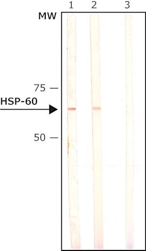 Monoclonal Anti-Heat Shock Protein 60 antibody produced in mouse clone LK2, ascites fluid