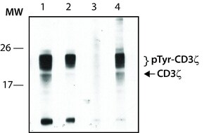 Anti-phospho-CD3&#950; (pTyr83) antibody produced in rabbit ~1.0&#160;mg/mL, affinity isolated antibody