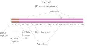 Pepsin from porcine gastric mucosa powder, &#8805;250&#160;units/mg solid
