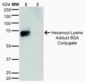 Monoclonal Anti-Hexanoyl-Lysine adduct-Biotin antibody produced in mouse clone 5E8