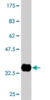 Monoclonal Anti-CETN1 antibody produced in mouse clone 4C12, purified immunoglobulin, buffered aqueous solution