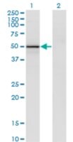 Monoclonal Anti-VIL1 antibody produced in mouse clone 2F10, purified immunoglobulin, buffered aqueous solution
