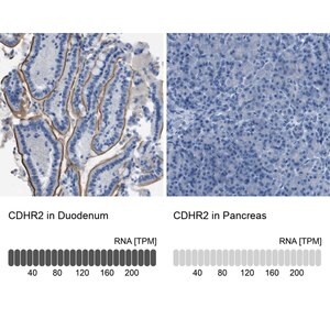 Anti-CDHR2 antibody produced in rabbit Prestige Antibodies&#174; Powered by Atlas Antibodies, affinity isolated antibody, buffered aqueous glycerol solution