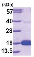 胞苷脱氨酶 人 recombinant, expressed in E. coli, &#8805;90% (SDS-PAGE)