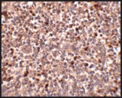 Anti-PIG-Y (ab1) antibody produced in rabbit affinity isolated antibody, buffered aqueous solution