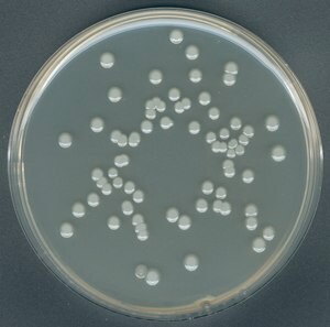 平板计数琼脂 suitable for microbiology, NutriSelect&#174; Plus
