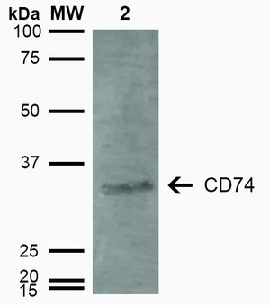 Monoclonal Anti-CD74-Allophycocyanin antibody produced in mouse clone 3D7