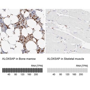 Anti-ALOX5AP antibody produced in rabbit Prestige Antibodies&#174; Powered by Atlas Antibodies, affinity isolated antibody, buffered aqueous glycerol solution