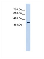 抗-ST6GALNAC5 兔抗 IgG fraction of antiserum