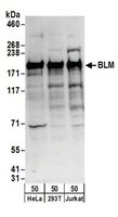 Rabbit anti-BLM Antibody, Affinity Purified Powered by Bethyl Laboratories, Inc.