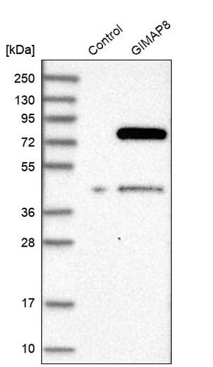 Anti-GIMAP8 antibody produced in rabbit Prestige Antibodies&#174; Powered by Atlas Antibodies, affinity isolated antibody, buffered aqueous glycerol solution