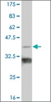 Monoclonal Anti-TBX18 antibody produced in mouse clone 3D9, purified immunoglobulin, buffered aqueous solution