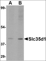 Anti-Slc35D1 (ab2) antibody produced in rabbit affinity isolated antibody, buffered aqueous solution