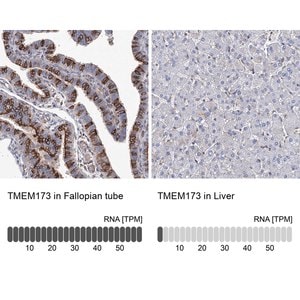 Anti-TMEM173 antibody produced in rabbit Prestige Antibodies&#174; Powered by Atlas Antibodies, affinity isolated antibody, buffered aqueous glycerol solution