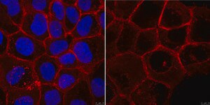 Anti-Integrin beta1 (CD29) Antibody, clone mAb13 clone mAb13, from rat