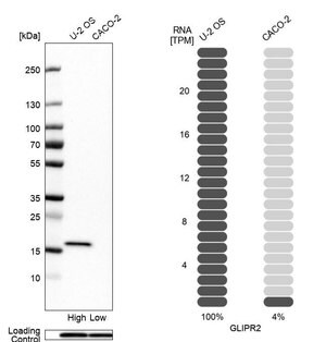 Anti-GLIPR2 antibody produced in rabbit Prestige Antibodies&#174; Powered by Atlas Antibodies, affinity isolated antibody, buffered aqueous glycerol solution
