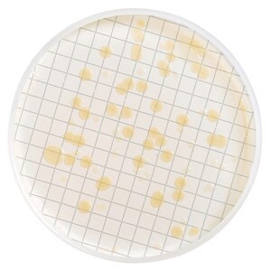 m-Heterotrophic Plate Count&nbsp;Broth 2ml ampoule for the recovery of stressed heterotrophic bacteria found in various types of water. Also suitable for water samples with low counts.