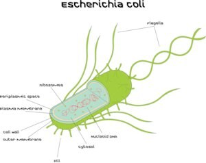 Escherichia coli Strain B, lyophilized cells