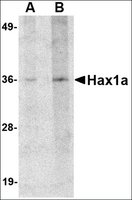 Anti-Hax1a antibody produced in rabbit affinity isolated antibody, buffered aqueous solution