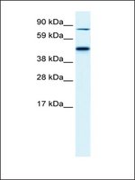 Anti-EPB42 antibody produced in rabbit affinity isolated antibody