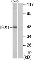Anti-IRX1 antibody produced in rabbit affinity isolated antibody