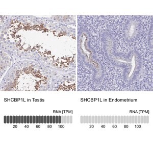 Anti-SHCBP1L antibody produced in rabbit Prestige Antibodies&#174; Powered by Atlas Antibodies, affinity isolated antibody, buffered aqueous glycerol solution