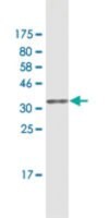 Monoclonal Anti-MSR1 antibody produced in mouse clone 2G9, purified immunoglobulin, buffered aqueous solution