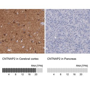 Anti-CNTNAP2 antibody produced in rabbit Prestige Antibodies&#174; Powered by Atlas Antibodies, affinity isolated antibody, buffered aqueous glycerol solution