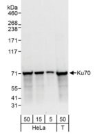 Rabbit anti-Ku70 Antibody, Affinity Purified Powered by Bethyl Laboratories, Inc.