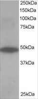 Anti-ORP1 antibody produced in goat affinity isolated antibody, buffered aqueous solution
