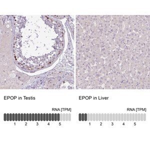Anti-EPOP antibody produced in rabbit Prestige Antibodies&#174; Powered by Atlas Antibodies, affinity isolated antibody, buffered aqueous glycerol solution