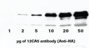 Anti-HA (12CA5) from mouse IgG2b&#954;