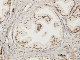 Monoclonal Anti-LMO4 antibody produced in mouse clone 2B6, purified immunoglobulin, buffered aqueous solution