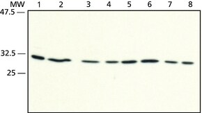 Anti-RACK1 (C-terminal) antibody produced in rabbit ~1&#160;mg/mL, affinity isolated antibody, buffered aqueous solution, immunoprecipitation: 5 &#956;g