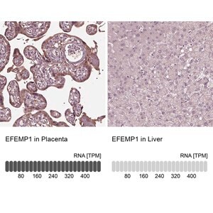 Anti-EFEMP1 antibody produced in rabbit Prestige Antibodies&#174; Powered by Atlas Antibodies, affinity isolated antibody