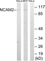 Anti-NCAM2 antibody produced in rabbit affinity isolated antibody