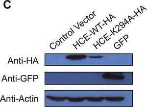 抗-绿色荧光蛋白（GFP）抗体，小鼠单克隆 小鼠抗 clone GSN149, purified from hybridoma cell culture