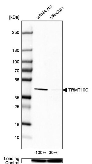 Anti-TRMT10C antibody produced in rabbit Prestige Antibodies&#174; Powered by Atlas Antibodies, affinity isolated antibody, buffered aqueous glycerol solution