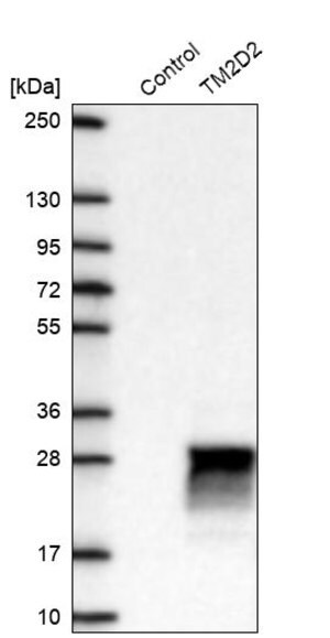 Anti-TM2D2 antibody produced in rabbit Prestige Antibodies&#174; Powered by Atlas Antibodies, affinity isolated antibody, buffered aqueous glycerol solution