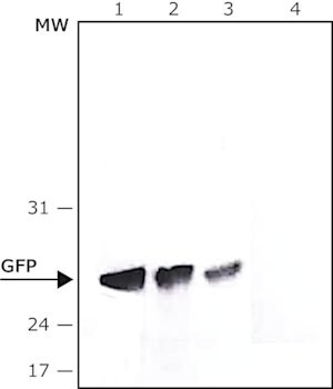 抗-绿色荧光蛋白（GFP），N 端抗体，小鼠单克隆 clone GSN24, purified from hybridoma cell culture