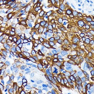 Anti-WNT5A antibody produced in rabbit