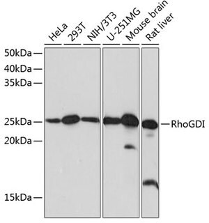 Anti- RhoGDI antibody produced in rabbit
