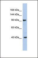 Anti-KCNH6 antibody produced in rabbit affinity isolated antibody