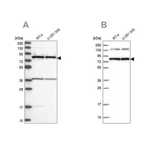Anti-PTCD3 antibody produced in rabbit Prestige Antibodies&#174; Powered by Atlas Antibodies, affinity isolated antibody, buffered aqueous glycerol solution
