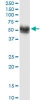 Monoclonal Anti-SNX17 antibody produced in mouse clone 2A3, purified immunoglobulin, buffered aqueous solution