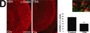 Anti-GABA antibody produced in rabbit affinity isolated antibody, buffered aqueous solution