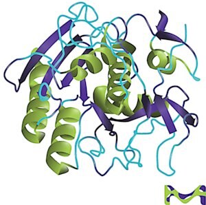 Proteinase&#160;K from Tritirachium album buffered aqueous glycerol solution, for molecular biology, &#8805;800&#160;units/mL