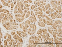 Monoclonal Anti-NDUFA5 antibody produced in mouse clone 4A2, purified immunoglobulin, buffered aqueous solution